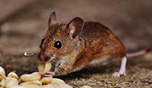 24 Hour & Emergency Exterminators in Bethlehem, PA